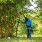 Uganda Sees Bamboo Farming Boom for Export Growth