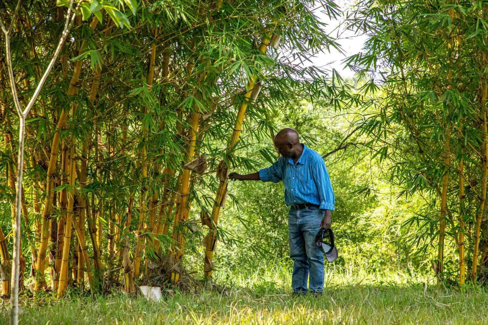 Uganda Sees Bamboo Farming Boom for Export Growth