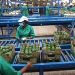 Kakuzi Announces Sh100 Million Investment Plan for 2025