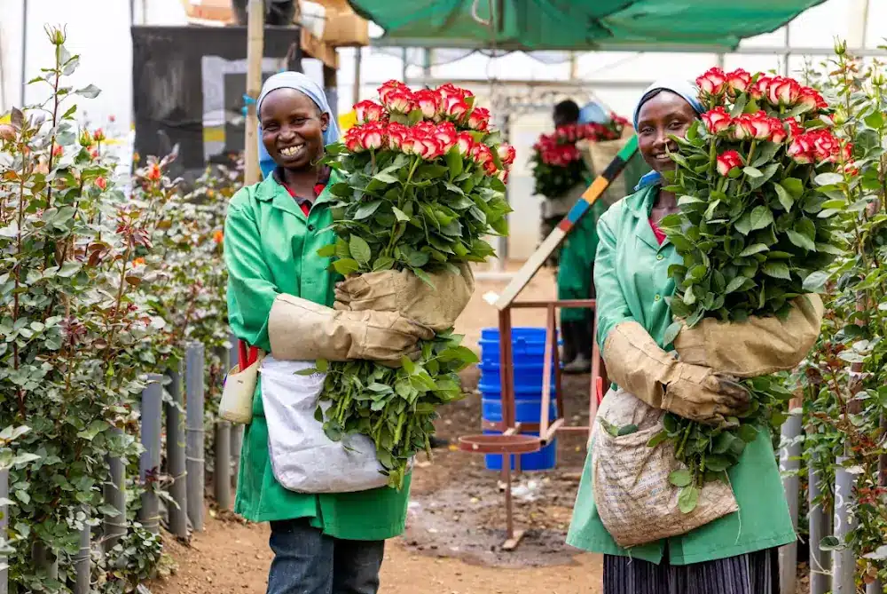 Kenya’s Cut Flower Exports Drop by 21.2% to KSh 5.2 Billion: KNBS Report