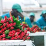 Kenya’s JKIA Crisis Hits Flower Exports