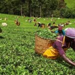 Kenya Reports Surge in Tea Export Volumes and Earnings in 2024