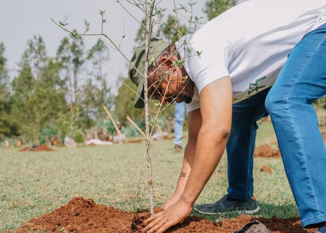 Brazil reforestation startup Mombak raises $30 million in USV-led round