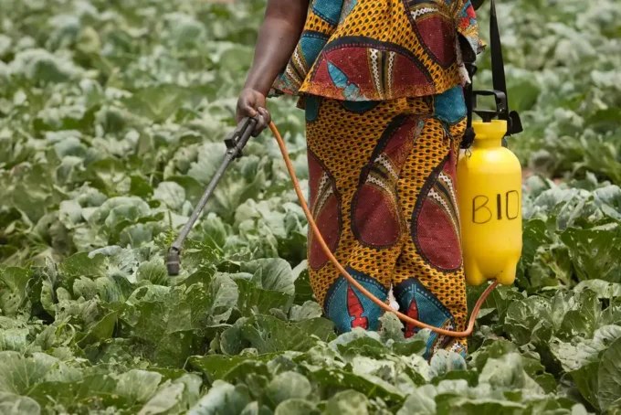EU’s Tightened Pesticide and Pest Rules Halve Kenya’s Fresh Vegetable Exports