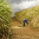 Ksh 12.29 Billion Injection Set to Revive Kenya’s Leased Sugar Mills