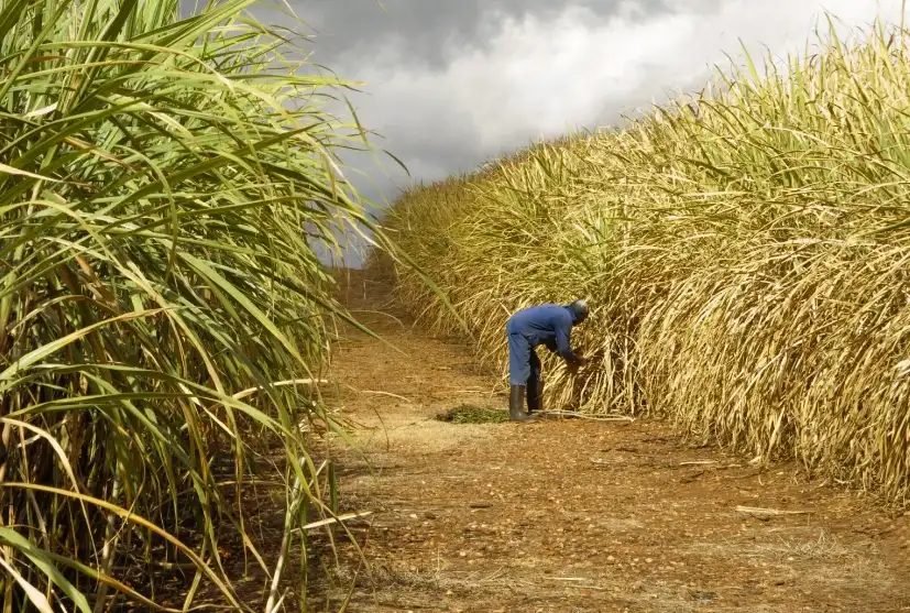 Ksh 12.29 Billion Injection Set to Revive Kenya’s Leased Sugar Mills