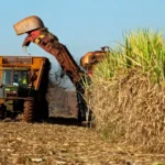South African Sugar Industry Sounds Alarm: Imports Threaten Thousands of Jobs and Rural Livelihoods