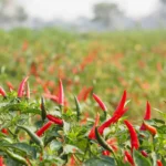 Sh250 Million Chilli Plant Set To Ignite Economic Boom for Coast Farmers in Kenya