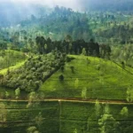 Browns Plantations Becomes World's Top Tea Producer With 100M kg Annual Output