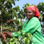 New EU Laws Brew Trouble for Kenya's Smallholder Coffee Farmers: A Race Against Time for Compliance