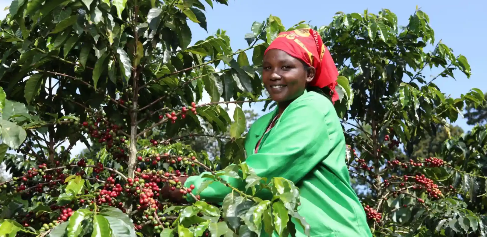 New EU Laws Brew Trouble for Kenya's Smallholder Coffee Farmers: A Race Against Time for Compliance