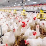 South Africa Lifts Ban on Brazilian Poultry Imports