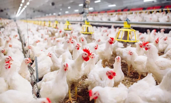 South Africa Lifts Ban on Brazilian Poultry Imports