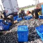 Fisheries Revolution: AfDB's $9.2 Million Blue Economy Programme Drives Cross-Border Trade and Resilience for Three Million People in Southern Africa