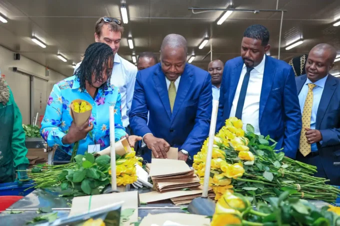 Flamingo Horticulture Bets Big on Kenya: How VAT Refunds Fuel 2,000-Job Expansion Amid Industry Cashflow Crisis