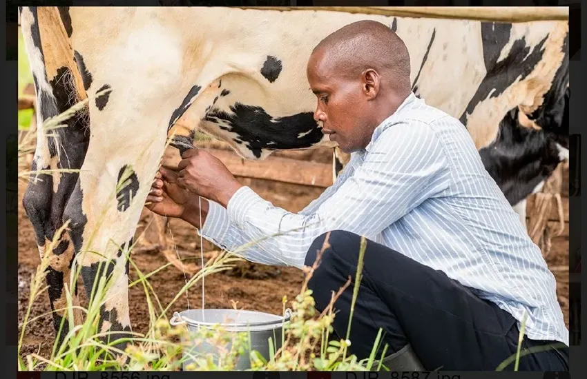 Dairy and Floriculture