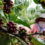 Vietnam Secures $102.5 Million Climate Investment to Transform Coffee Farming and Protect Vital Forest Ecosystems