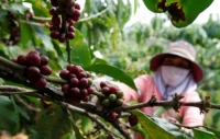 Vietnam Secures $102.5 Million Climate Investment to Transform Coffee Farming and Protect Vital Forest Ecosystems